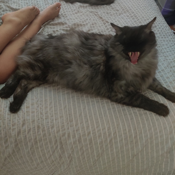 Meet your Posher, Maggie - Picture 13 of 16